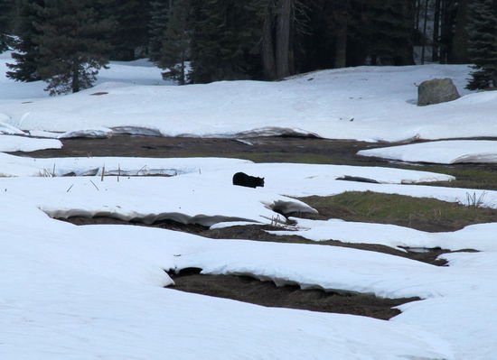 Einer der Bären mitten auf der Wiese. Es wurde langsam dunkel und wir hatten keine Lust durch den Schnee zu stapfen und die Bären bei ihrem Abendspaziergang zu stören. 
So machten wir uns nach einem schönen Tag mit vielen neuen Eindrücken auf den langen Rückweg zum Motel (2,5h).