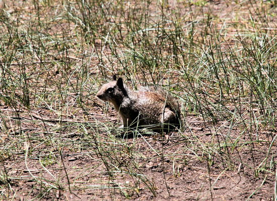 Hier gab es auch viele Squirrels, die bereits an Touristen gewöhnt sind und sich mit wenig Scheu ...