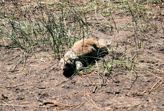 ... an die Touristen und ihr Essen heranpirschen.