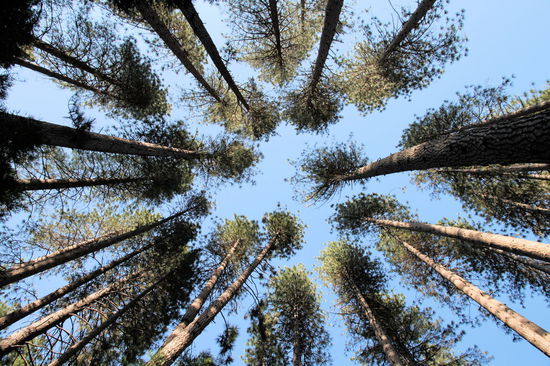 Auf dem Rückweg zum Auto ein Blick in Baumkronen.
Nach einer Erfrischung am Auto sind wir mit dem free shuttle bus zum Mirror Lake. Der See war nett, aber wir hatten uns mehr Spiegelungen vorgestellt. Auf dem Rückweg wurden wir intensiv von Mücken attackiert. 