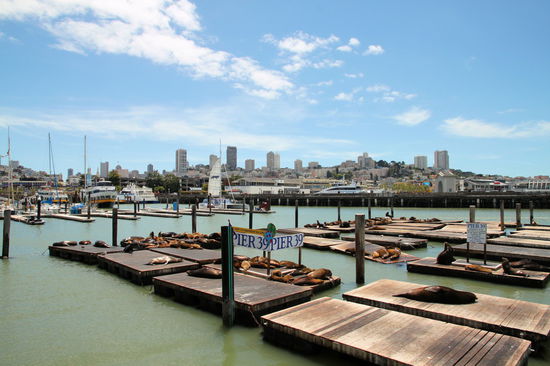 Pier 39 ist bekannt für seine Kolonie von kalifornischen Seelöwen, die sich hier seit 1989 angesiedelt haben und die ehemaligen Anlegestellen als bequeme Ruheplätze nutzen.