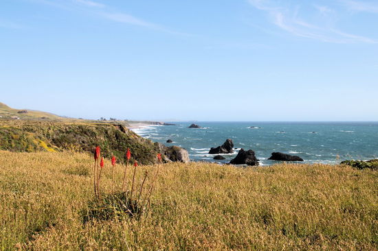 Anschließend sind wir weiter in Richtung Norden gefahren und machten unterwegs in einem kleinen Ort Kaffeepause. Weiter nördlich am 'Sonoma Coast State Beach' sind wir vom Shell Beach aus einen Teil des Kortum Trails gelaufen.