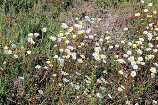 Entlang des Weges gab es viele Wildblumen ...