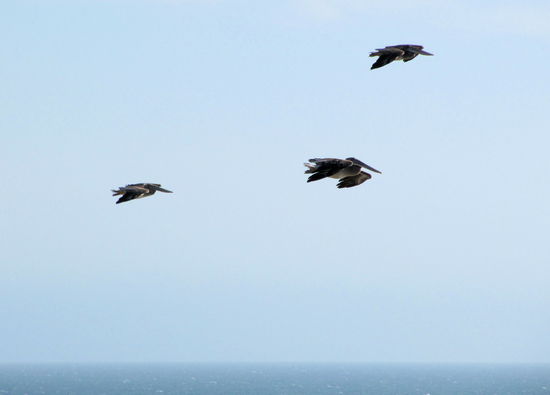 Zwischendurch überflogen uns immer wieder Pelikane, die entlang der Küste unterwegs waren.