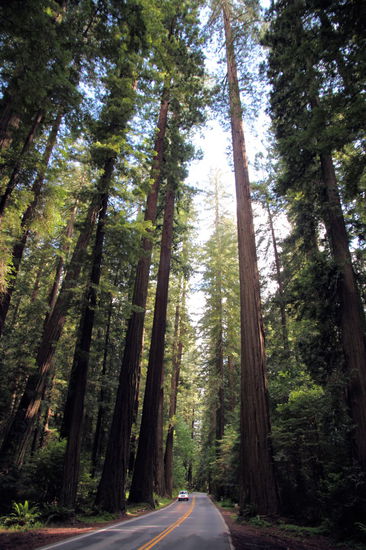 Die 'Avenue of the Giants' oder auch State Route 254. Eine wunderschöne Strecke die auf 50 Kilometern durch die riesigen Küstenmammutbäume führt.