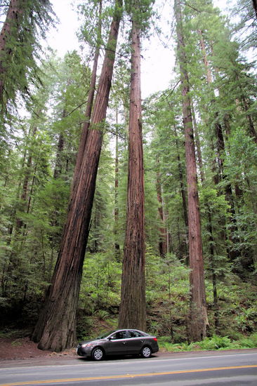 Im Vergleich sind die Küstenmammutbäume schlanker und höher als die Riesenmammutbäume (sind dicker und 'kleiner'). Unser Mietwagen wirkt winzig egal mit welchem Mammutbaum man ihn vergleicht. 