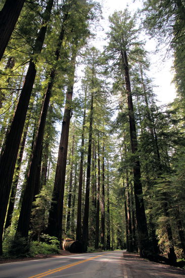 Die 'Avenue of the Giants' ist sehr zu empfehlen, auch wenn man sich dabei winzig vorkommt! 