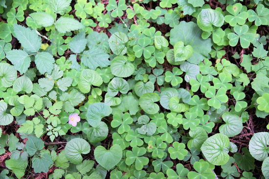Am Founders Grove sind wir den 'Mahan Plaque Loop Trail' gelaufen. Neben winzigen Blüten im Grün ...