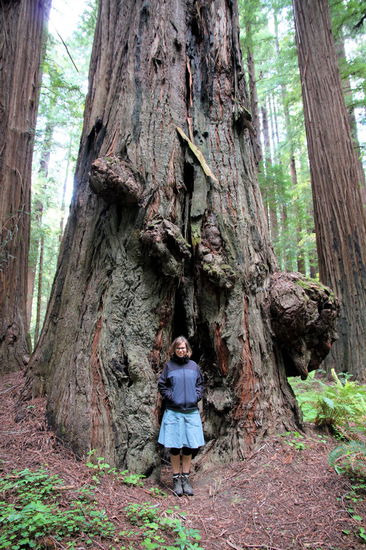 ... gab es auch riesige Küstenmammutbäume zu bestaunen.