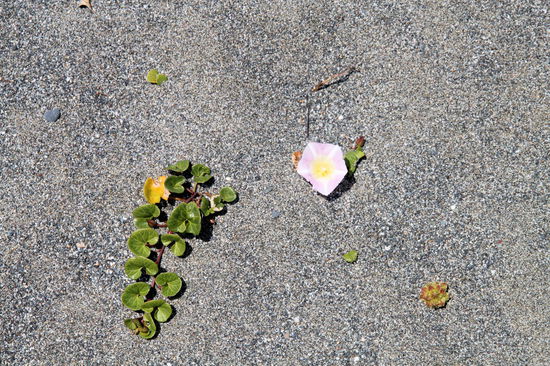 Mitten im grauen Sand findet man immer wieder farbenfrohe Vegetation.