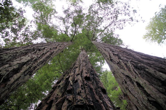 Auf dem loop walk "Lady Bird Johnson" (1 Meile, 45 min) konnte man riesige Bäume sehen.