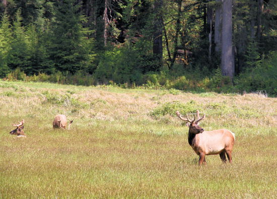 Anschließend sind wir den schönen 'Newton B. Drury Scenic Pkwy' gefahren und konnten dort ganz große Tiere ...