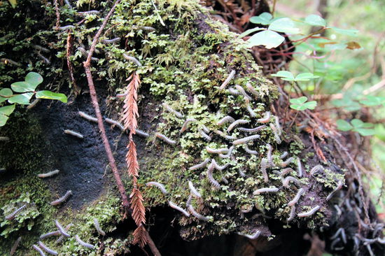 ... und ganz kleine Tiere sehen! 