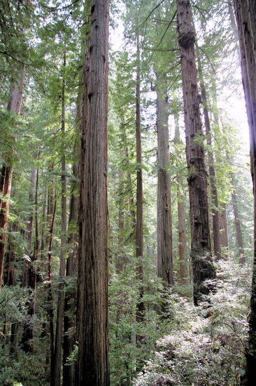 Der Rundwanderweg führte durch wunderschönen Wald mit Küstenmammutbäumen.