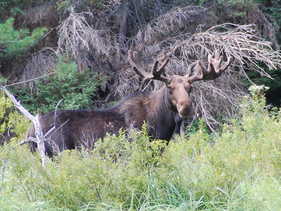 Das war UNSER Mooooose: Und ganz nach dem Motto von Peter's Vater "Wer angibt hat mehr vom Leben" haben wir das Foto natuerlich JEDEM gezeigt - noch nicht mal die Einheimischen haben schon mal einen Moose in freier Wildnis gesehen!!! Wir sind Glueckskinder 