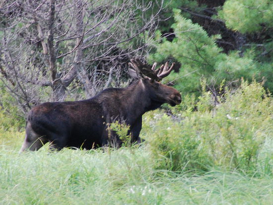 Jetzt lief er dann doch zu seiner Frau in den Wald!
EINMALIG!!!