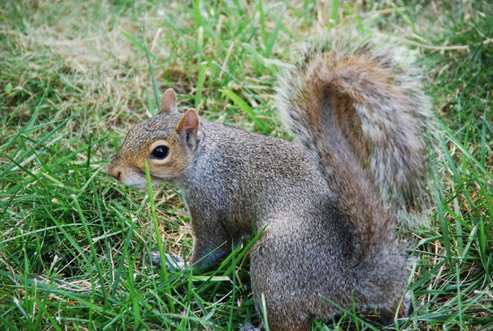 Squirrel im Central Park