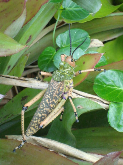 port elizabeth - botanischer gar