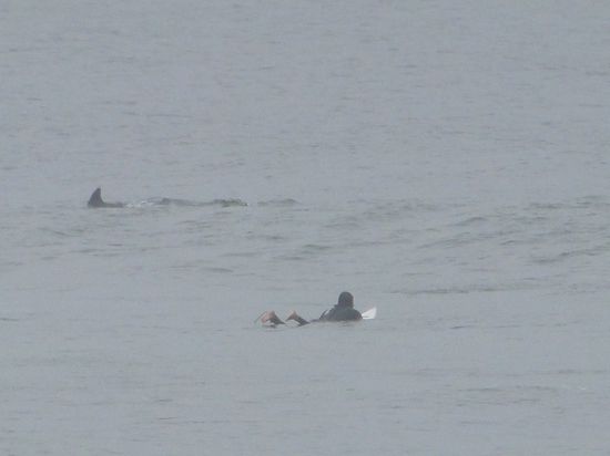 jeffreysbaai - gefährlich, gefährlich...  war nur ein delphin