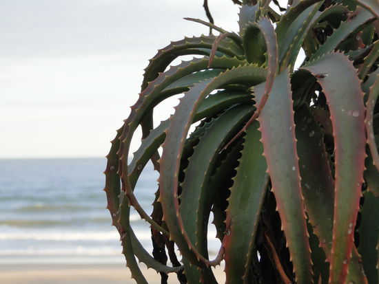 jeffreysbaai - island vibe