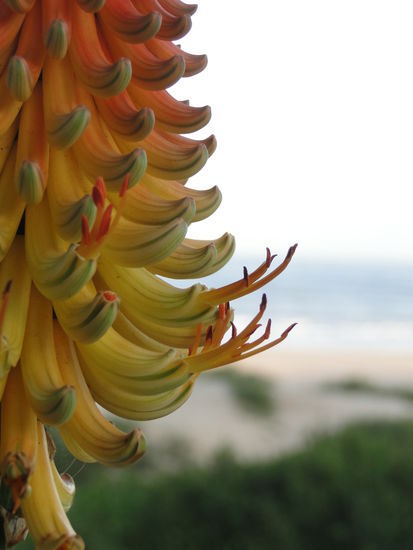 jeffreysbaai - island vibe