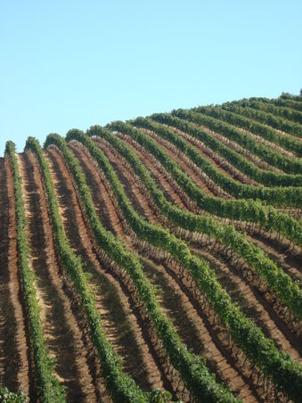 winefarm in stellenbosch