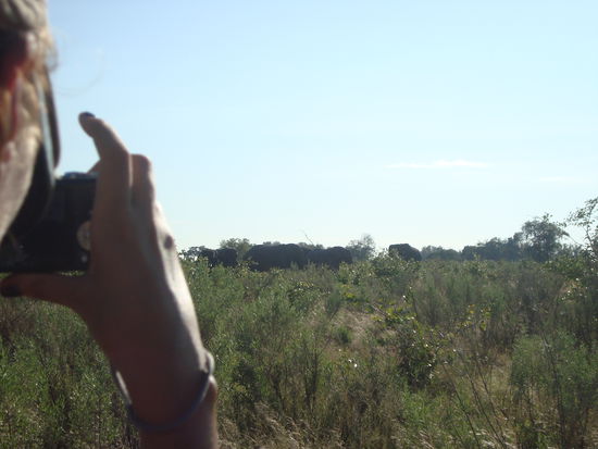 okavanga delta -  fiona auf walking safari