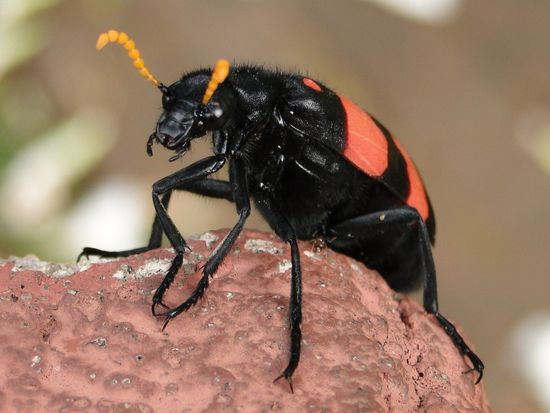 zimbabwe - harare und ihre schönen seiten...