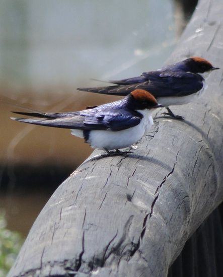 zimbabwe - antilope park