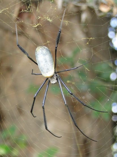 zimbabwe - antilope park