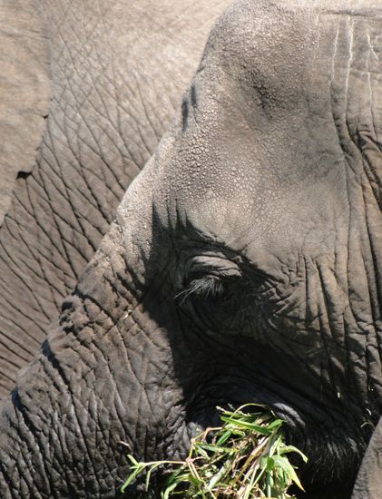 zimbabwe - antilope park
