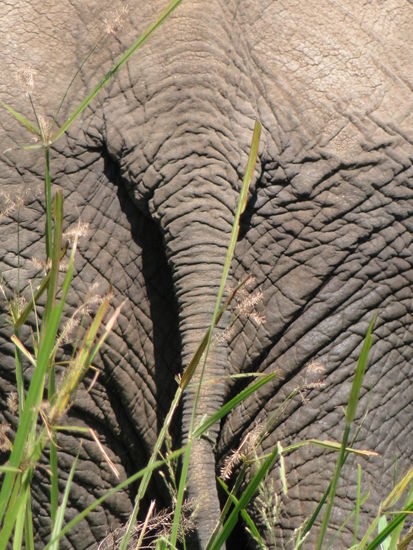 zimbabwe - antilope park