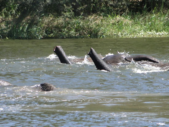 zimbabwe - antilope park