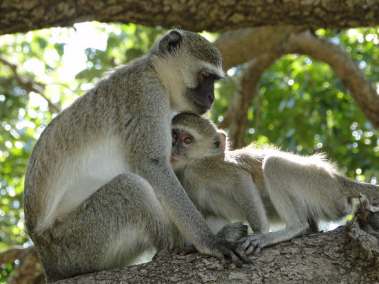 livingstone - affen knuddel