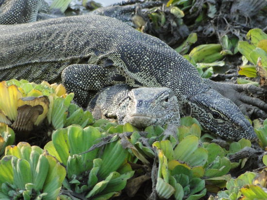 south luanga - aha, was geht da ab?