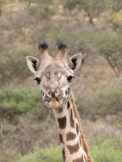 serengeti - neugieriger giraffe