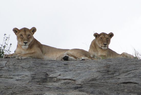 serengeti - löwenfamilie