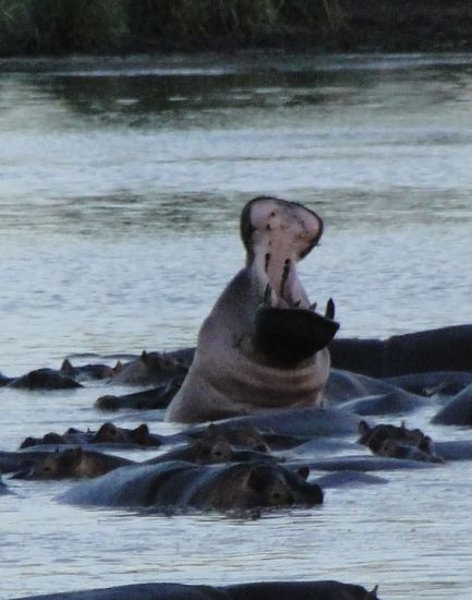 serengeti - hippos beim abendbad