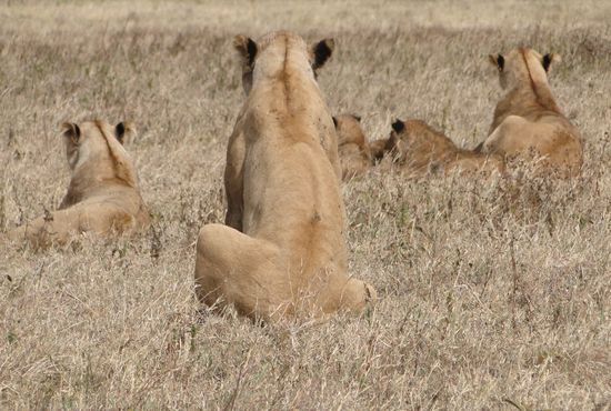 ngorogoro krater - löwenrudel