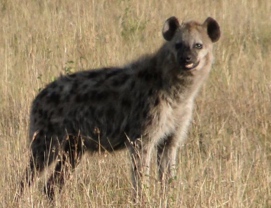 serengeti - hyäne