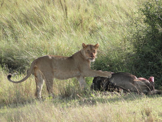serengeti - löwe beim mahl (gnu)