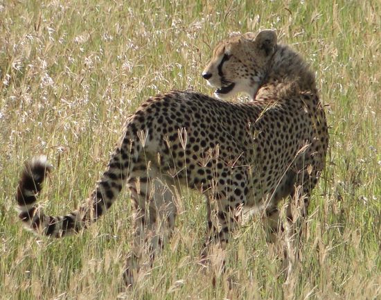 serengeti - cheeta auf futtersuche