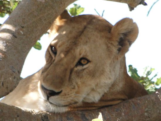 serengeti - löwe eben geweckt