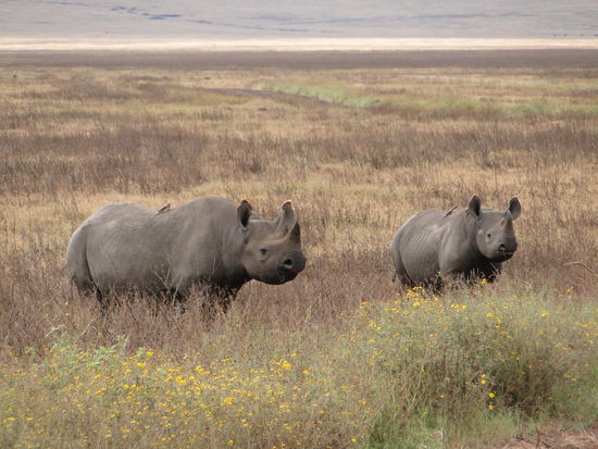 ngorogoro - white rhinos, männchen und weibchen