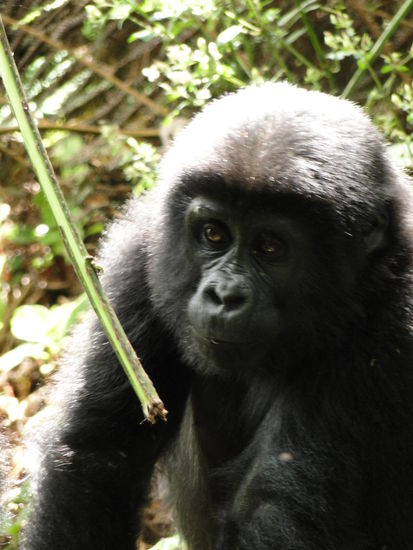gorilla baby