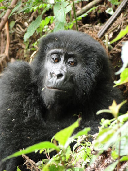 gorilla weibchen beim "posen"