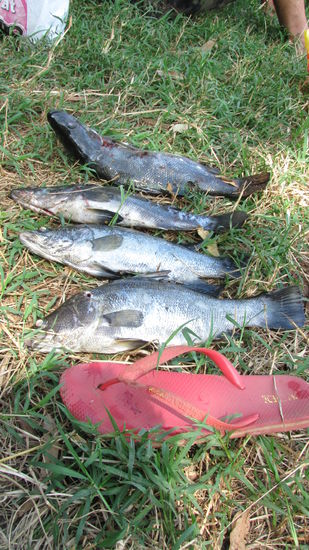 ...und was gefangen haben wir auch!