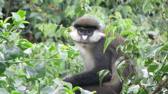 zwar kein gorilla, aber immerhin...
