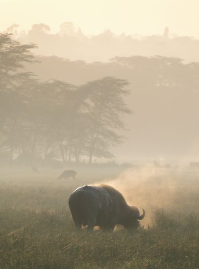 nakuru - wasserbüffel im morgennebel