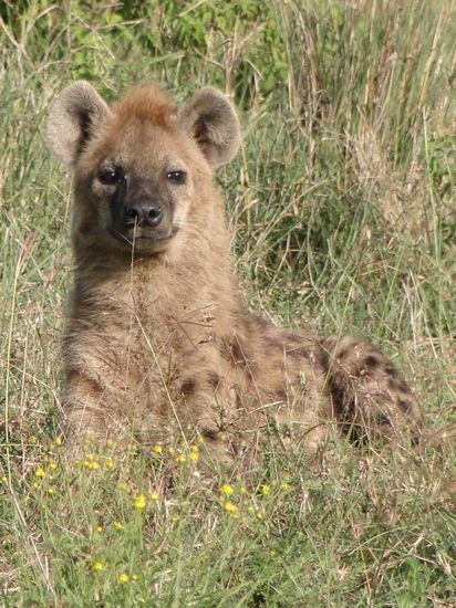 nakuru - hyäne: ausruhen vor der grossen attacke gegen die löwen